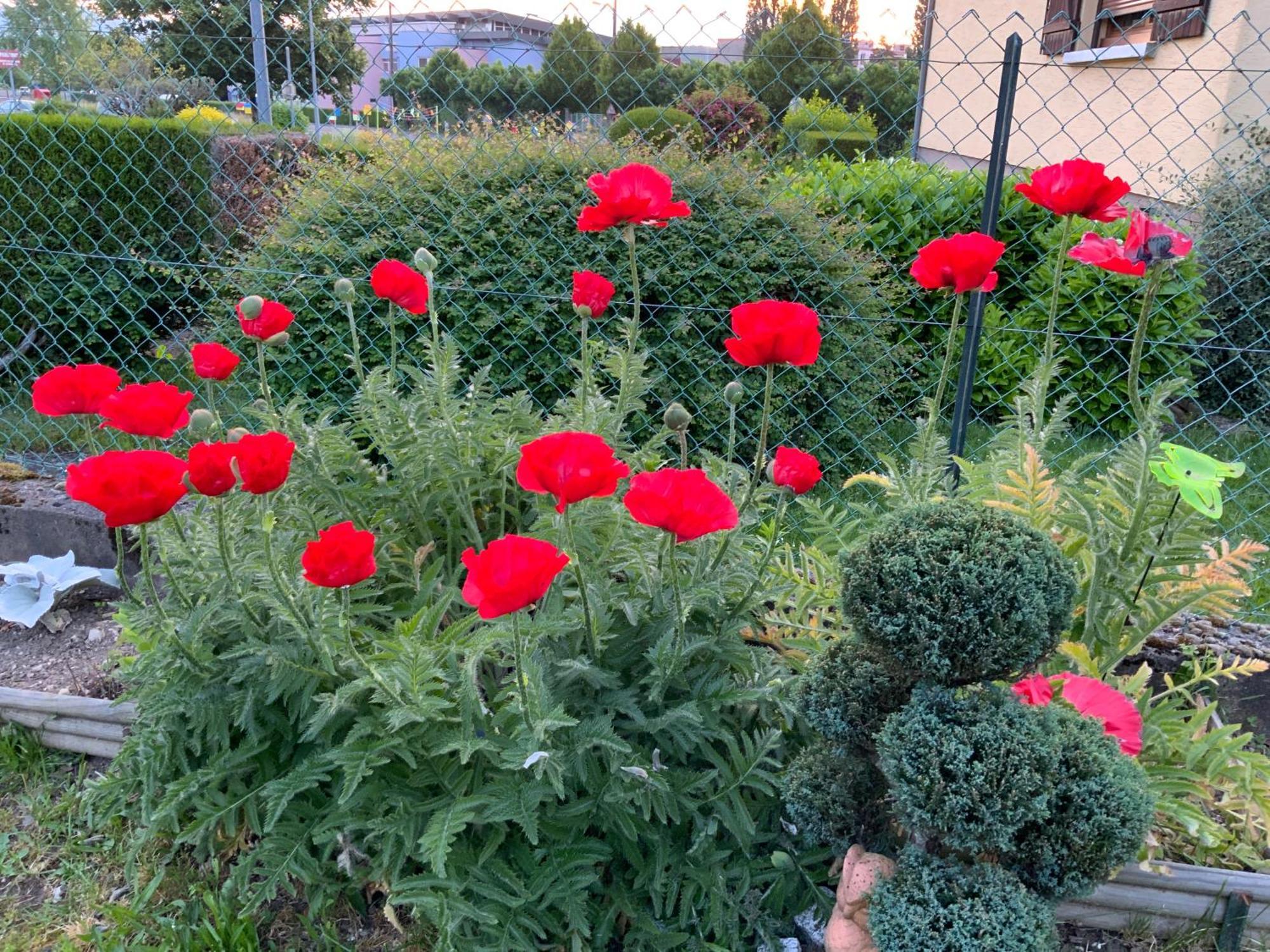 Le Nid Fleuri De * Cravanche